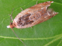 Olethreutinae