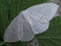 Parabapta clarissa