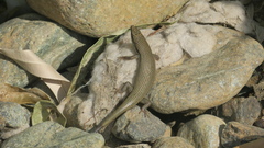 Trachylepis tessellata