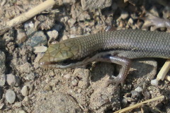 Trachylepis tessellata