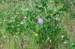 Trifolium repens