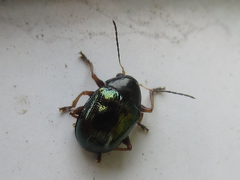 Basilepta fulvipes