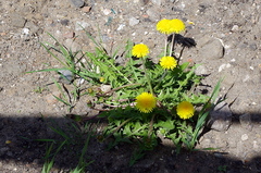 Taraxacum officinale