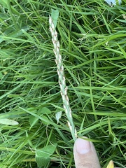 Stenotaphrum secundatum