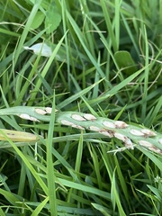 Stenotaphrum secundatum