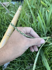 Stenotaphrum secundatum