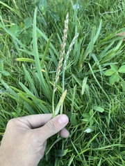 Stenotaphrum secundatum