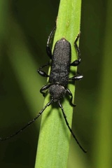 Ropalopus macropus
