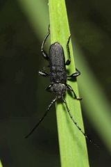 Ropalopus macropus