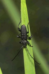 Ropalopus macropus