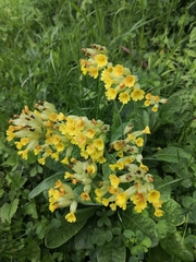 Primula veris