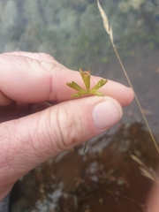 Ranunculus glabrifolius