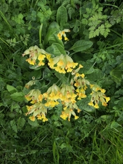 Primula veris