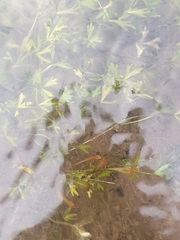 Ranunculus glabrifolius