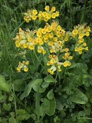 Primula veris