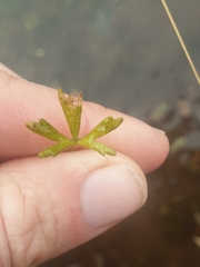 Ranunculus glabrifolius