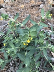 Lithospermum californicum