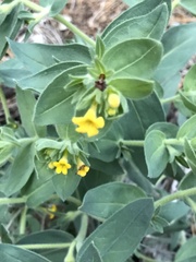 Lithospermum californicum