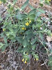 Lithospermum californicum
