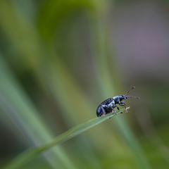 Phyllobius viridicollis