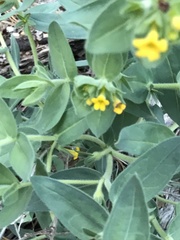 Lithospermum californicum