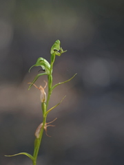 Pterostylis daintreana