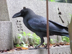 Corvus macrorhynchos