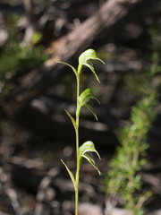 Pterostylis daintreana