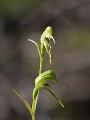 Pterostylis daintreana