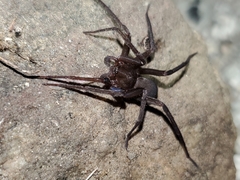 Anachemmis