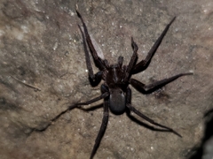 Anachemmis