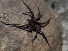 Anachemmis