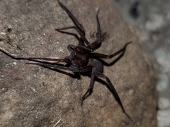 Anachemmis