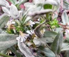 Scaevola canescens
