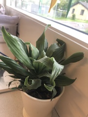 Dracaena fragrans compacta