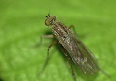 Tetrachaetus bipunctatus