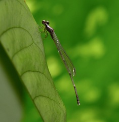 Prodasineura collaris