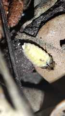 Lamprohiza mulsantii