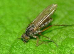 Tetrachaetus bipunctatus