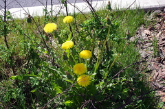 Taraxacum officinale
