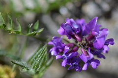 Oxytropis lapponica