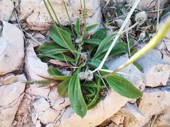 Plantago lagopus