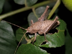 Neduba castanea