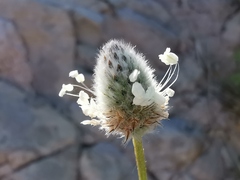 Plantago lagopus