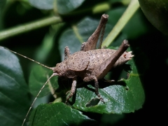 Neduba castanea