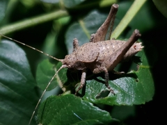 Neduba castanea
