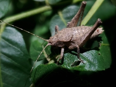 Neduba castanea