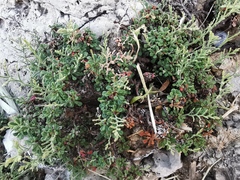 Limonium cordatum
