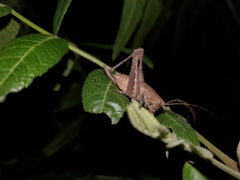 Neduba castanea