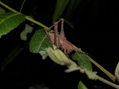 Neduba castanea